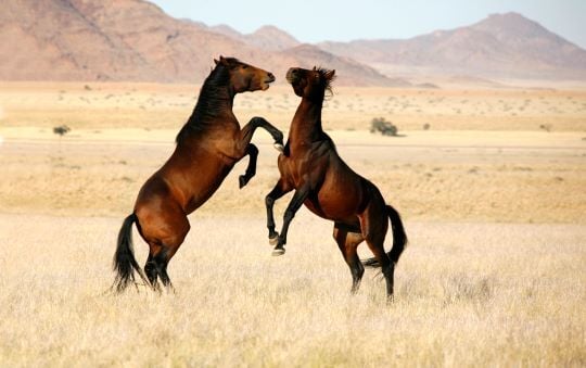 Two wild horses in the Namib. 