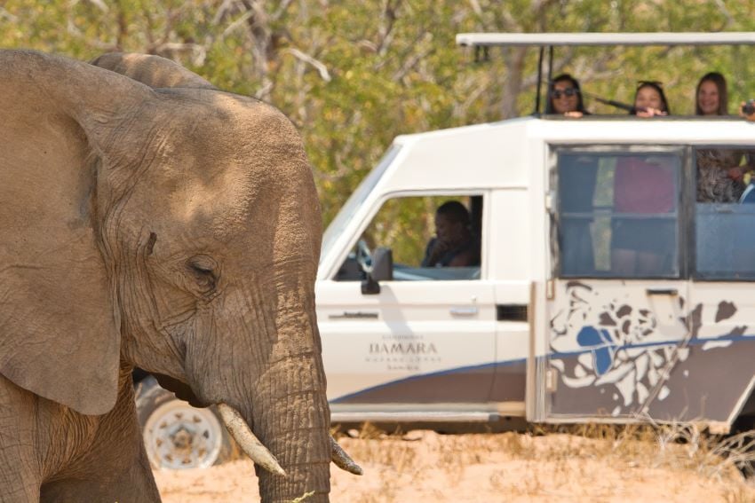 Tourists view a Desert Adapted Elephant during activity. 