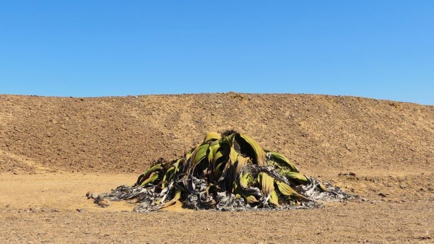 Welwitschia Mirabilis in the Namib Desert. 