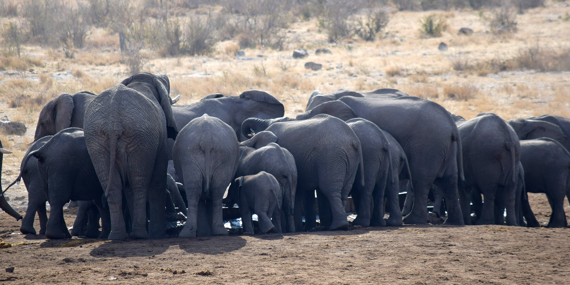 Elephant bums, Khaudum, Namibia