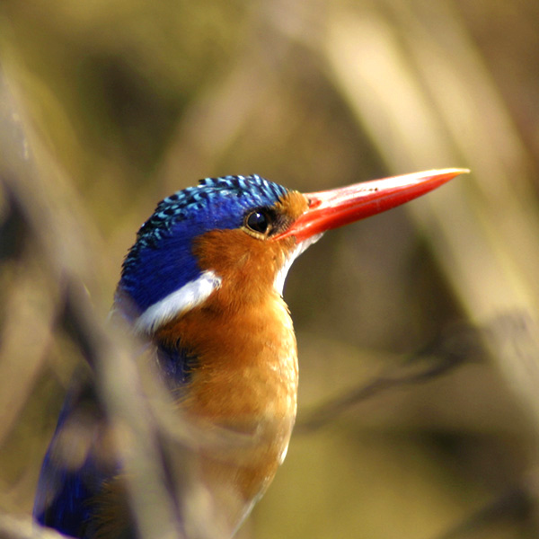 Bird watching, Kingfisher, Namibia, photo: Prostudio