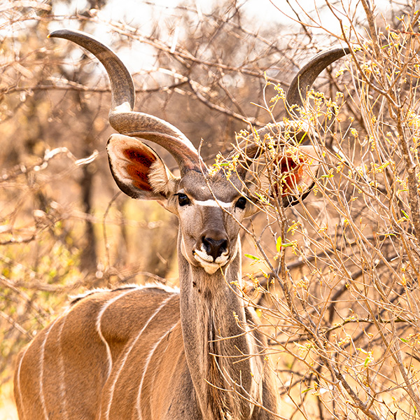 Game viewing, kudu, Namibia, photo: Helder & Fana