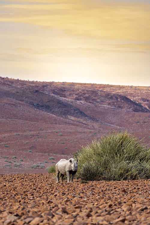 Damaraland, rhino, Namibia_Marc & Nell Jones