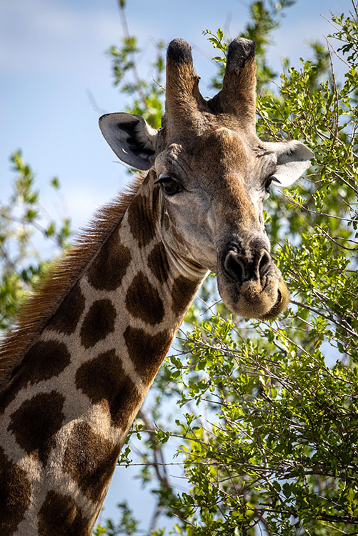 Etosha, Giraffe, Namibia_Marc & Nell Jones