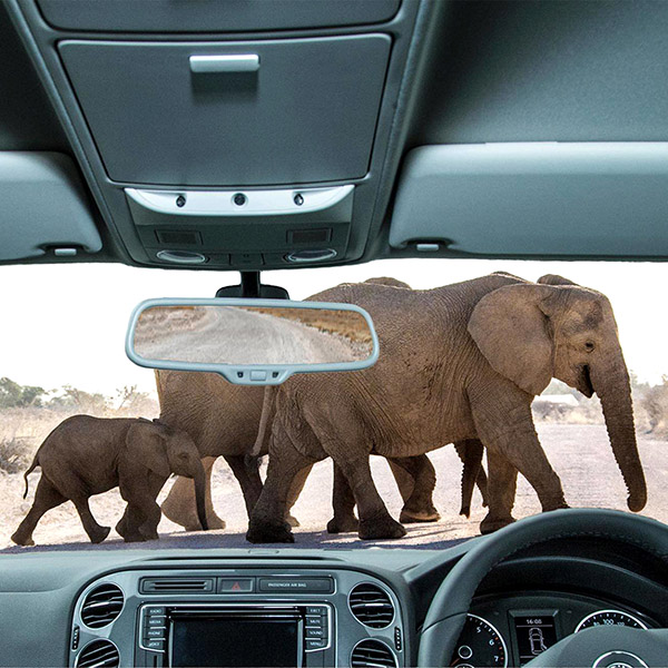 Self-drive tours, view from front seat in car, elephants, Namibia