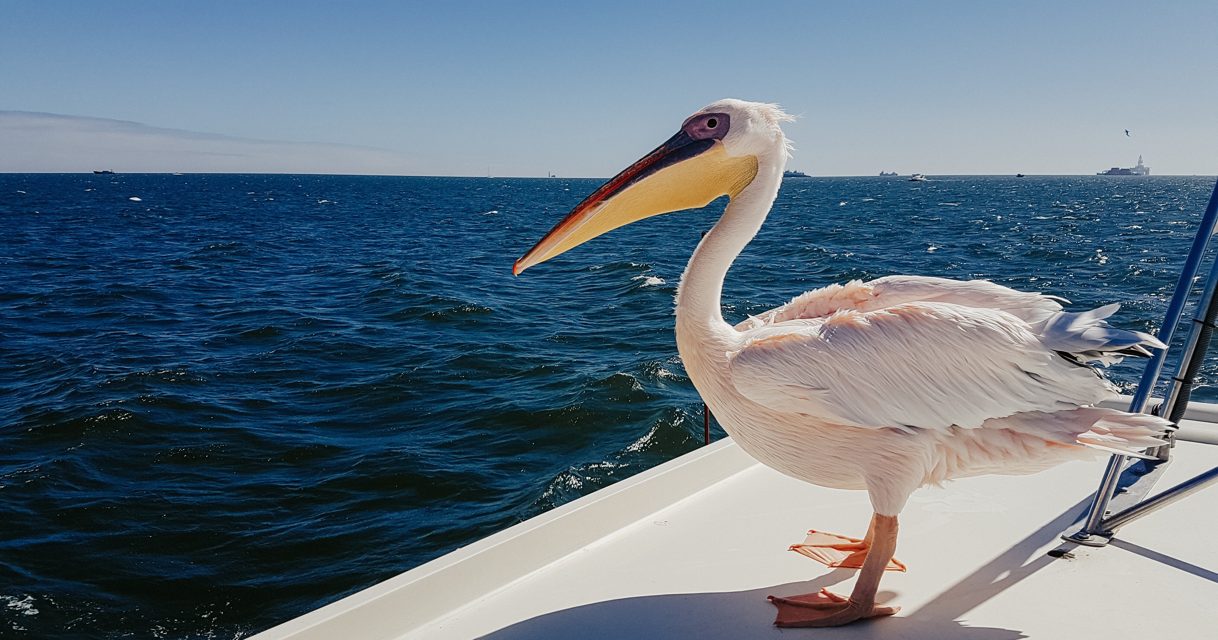 Pelican on boat in Walvis Bay. 