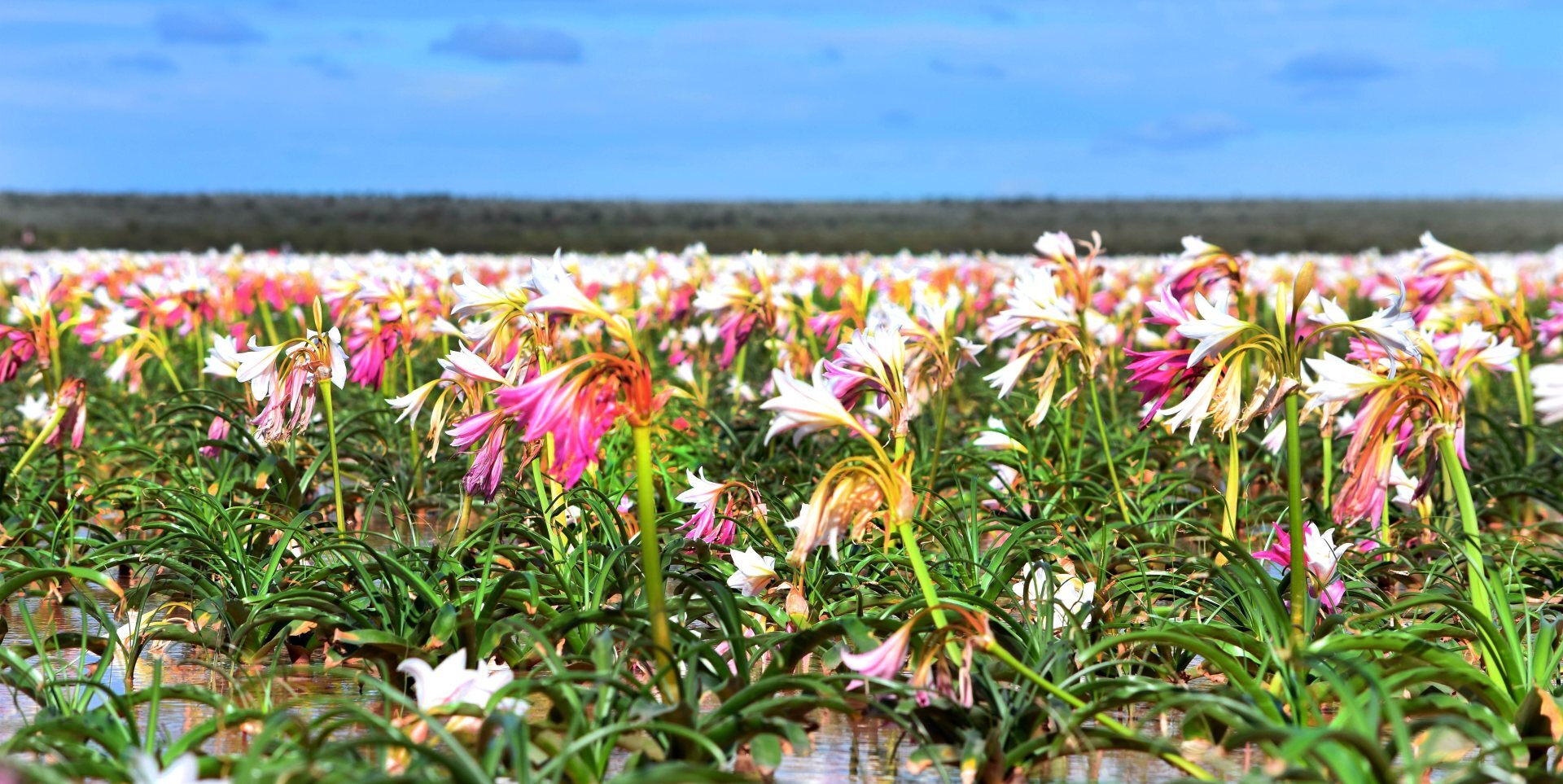 Sandhof Lilies close up in Namibia