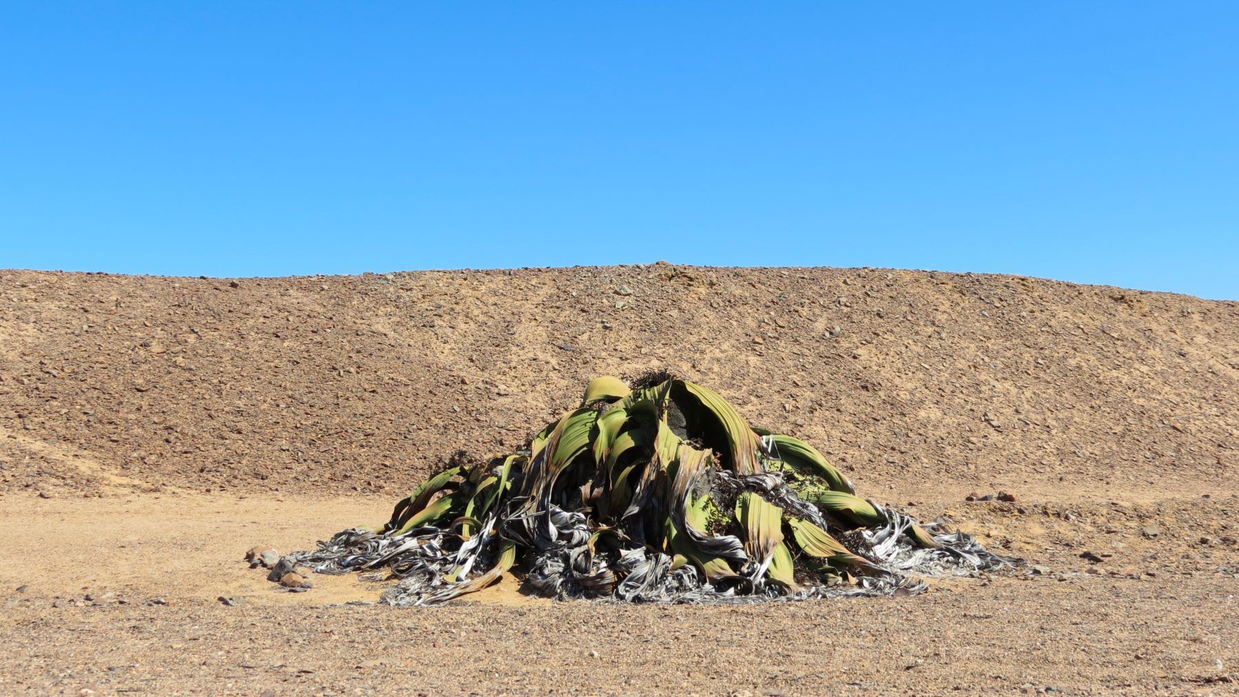 Welwitschia Mirabilis in the Namib Desert.