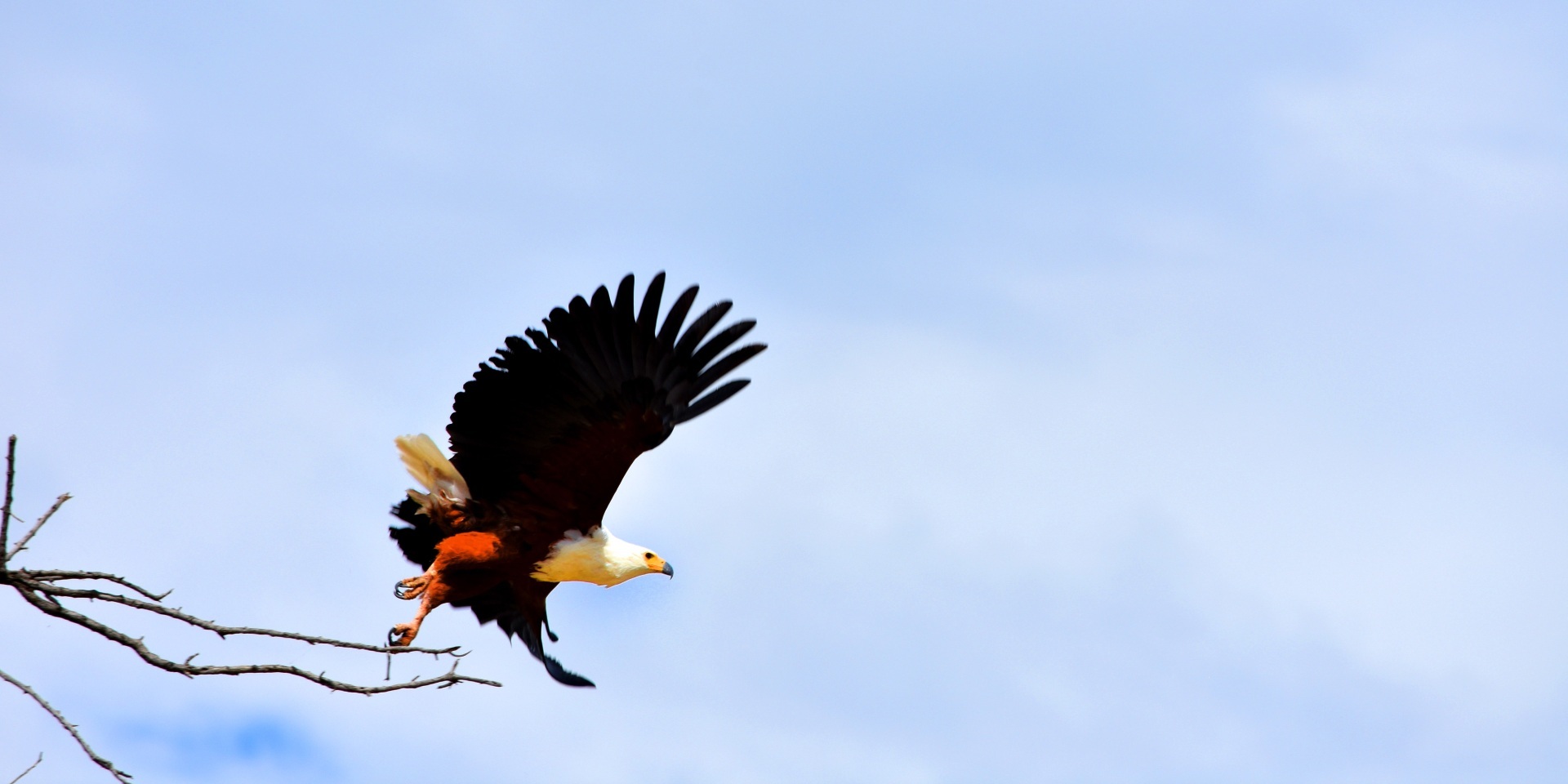 Birds in Namibia flying over natural landscapes