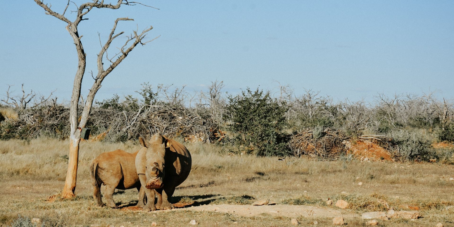 Black rhino standing in the Namibian veld during a wildlife conservation initiative