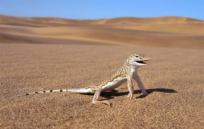 Animals in Namibia, Lizard 