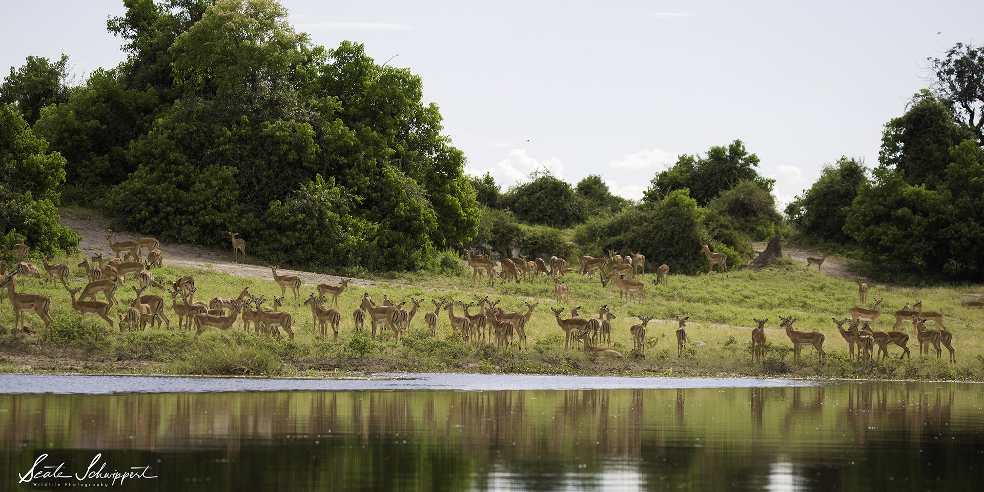 Impalas, green Zambezi Region, water, Namibia