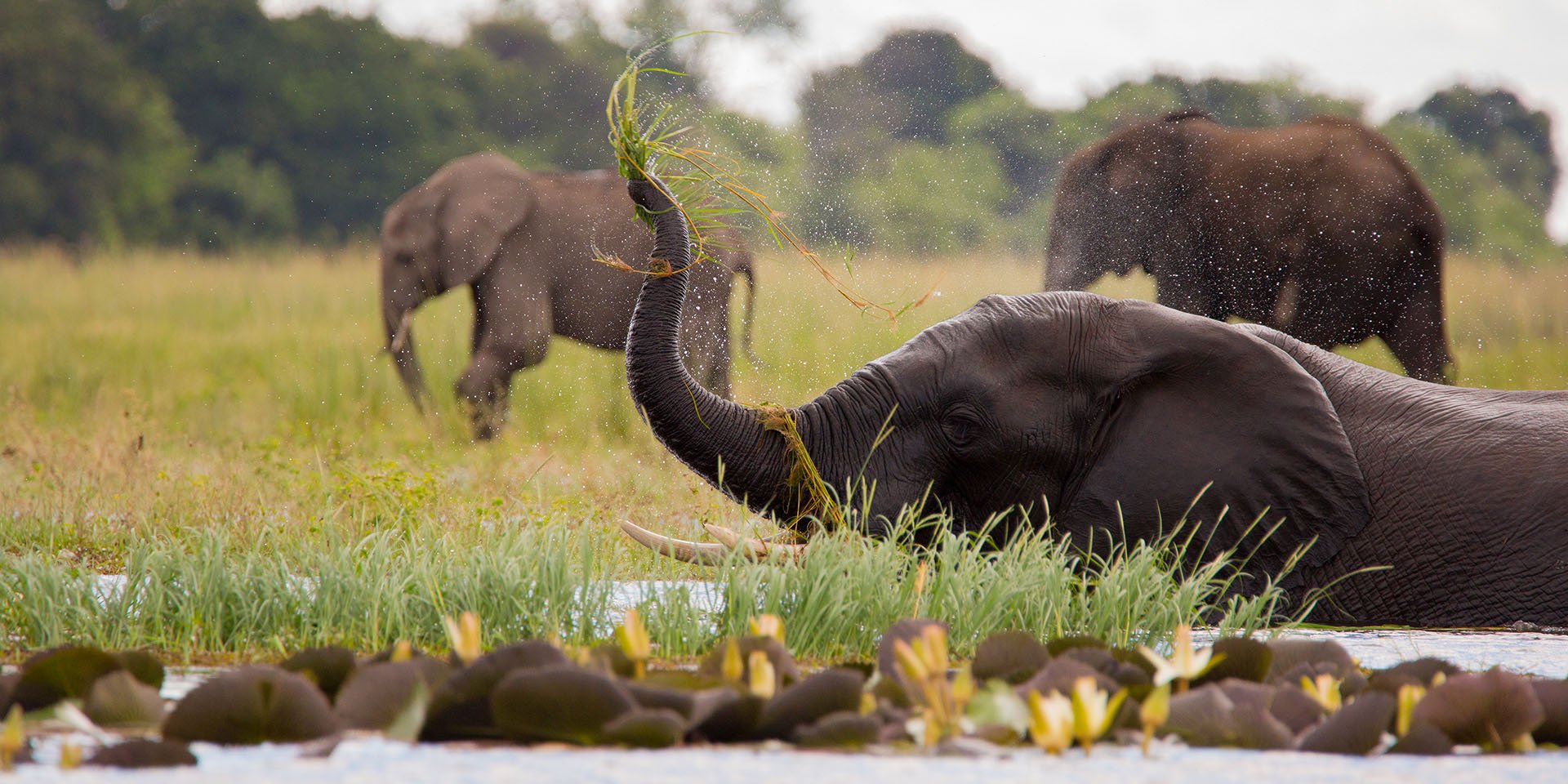 Elephant in water, Zambezi Region, Namibia