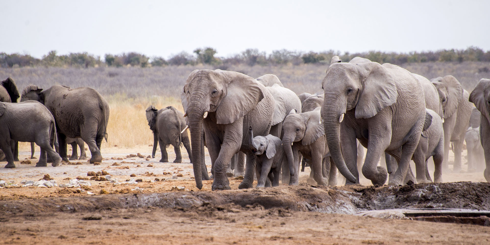 Elephants at waterhole, Etosha, Namibia