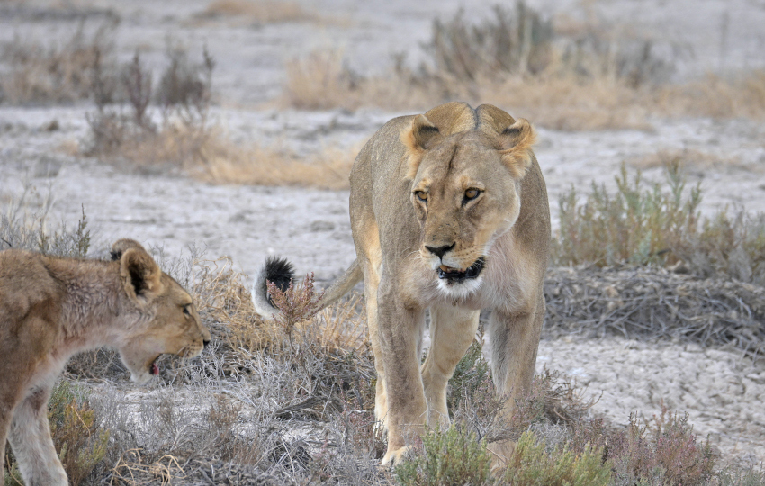Lions in Namibia
