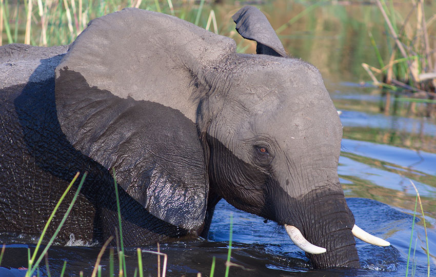 Elephant, Zambezi Region
