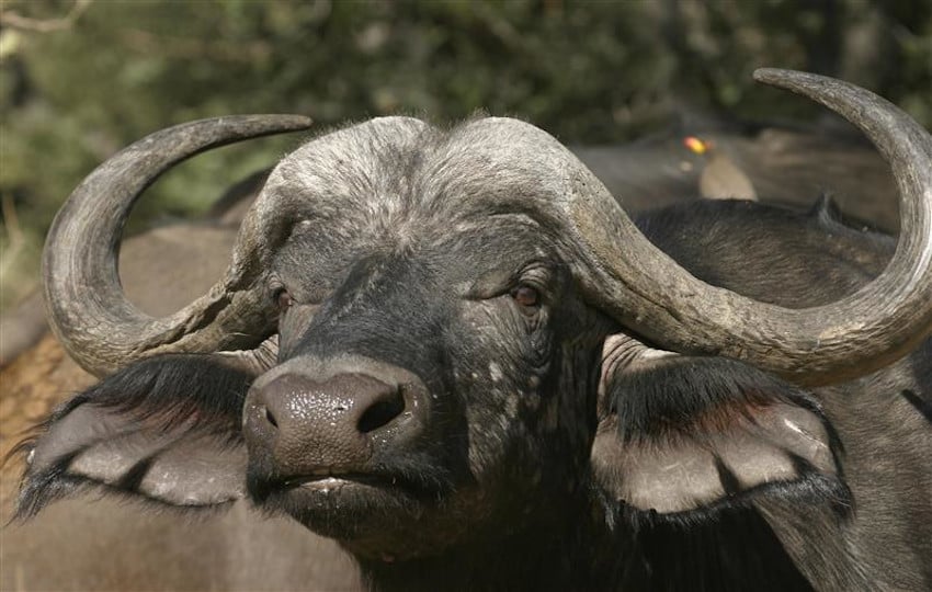 Buffalo_Botswana