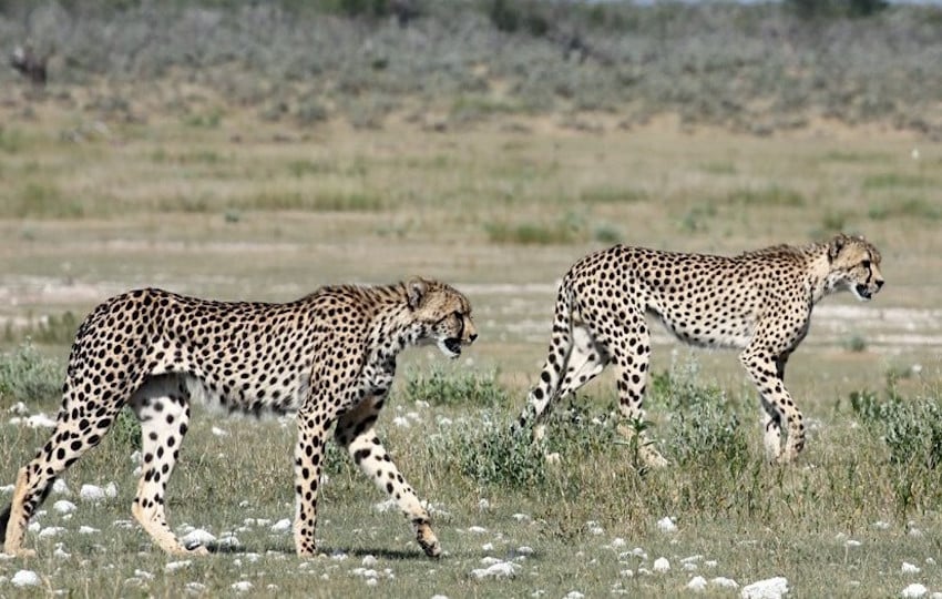 Cheetahs in Botswana