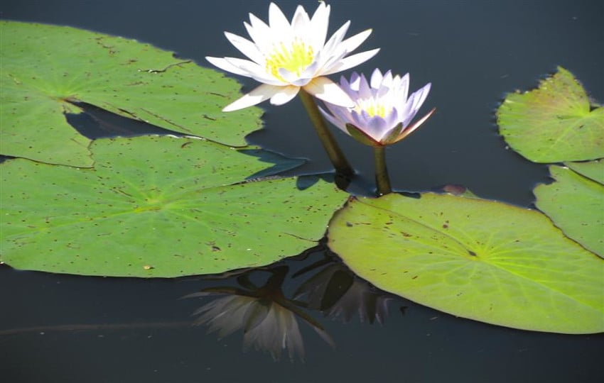 Chobe Water lilies