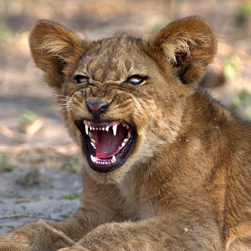 Lion cub, Zambezi Region, Namibia