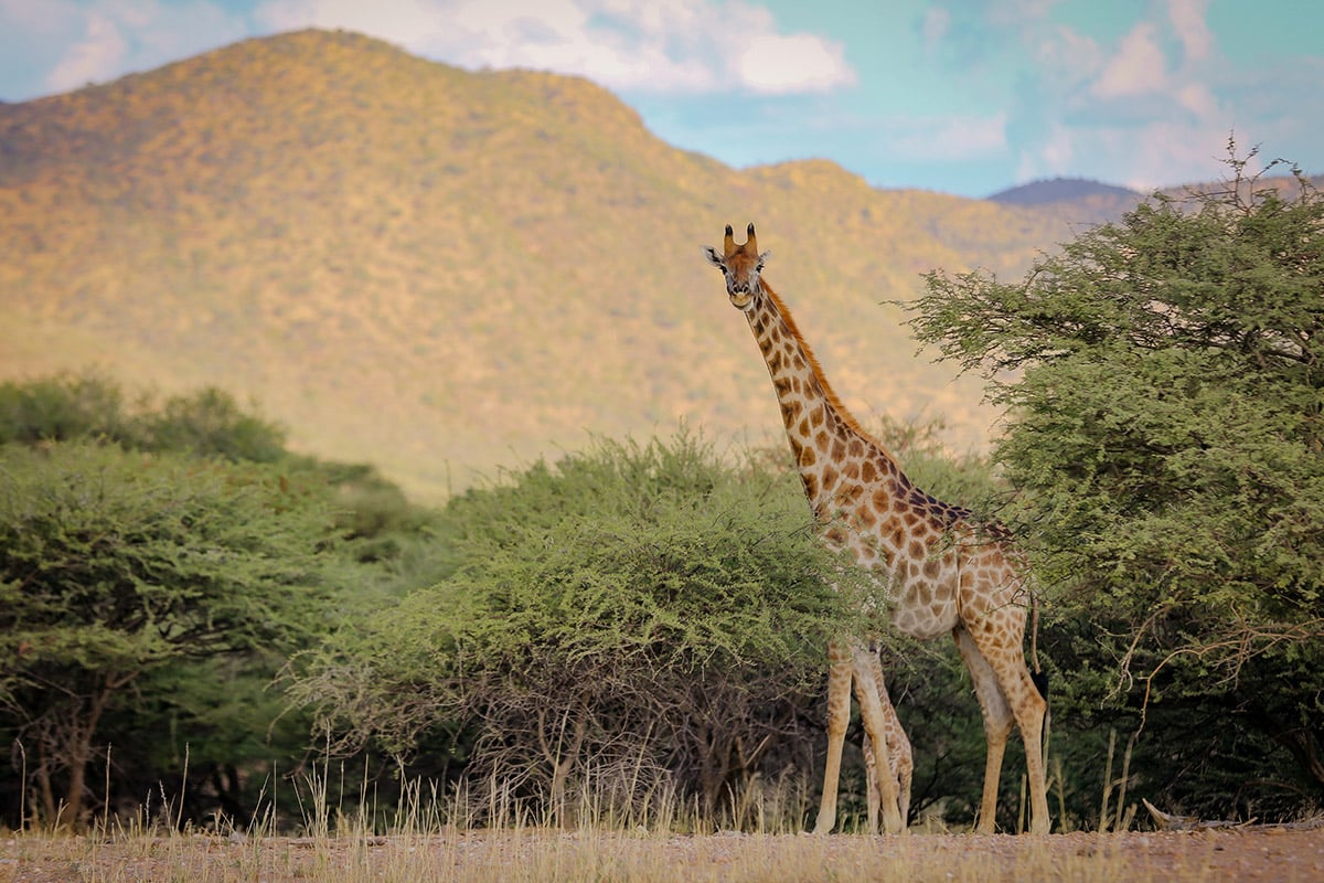 Giraffe, Namibia
