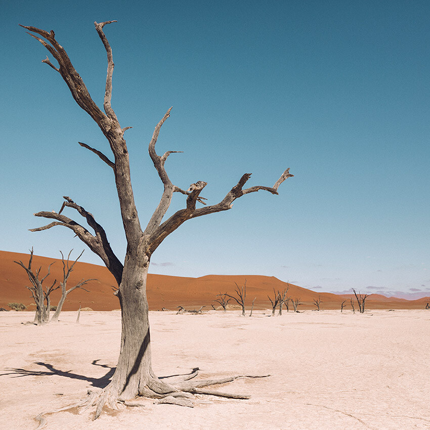 Deadvlei, tree skeletons, Namib Desert, Namibia