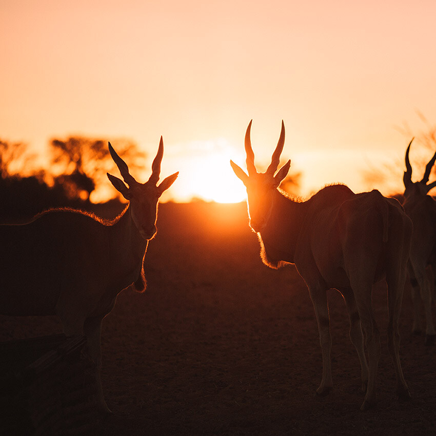 Eland antelope at sunset, Kalahari, Namibia