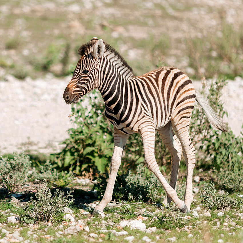 Zebra foal in Etosha, Namibia