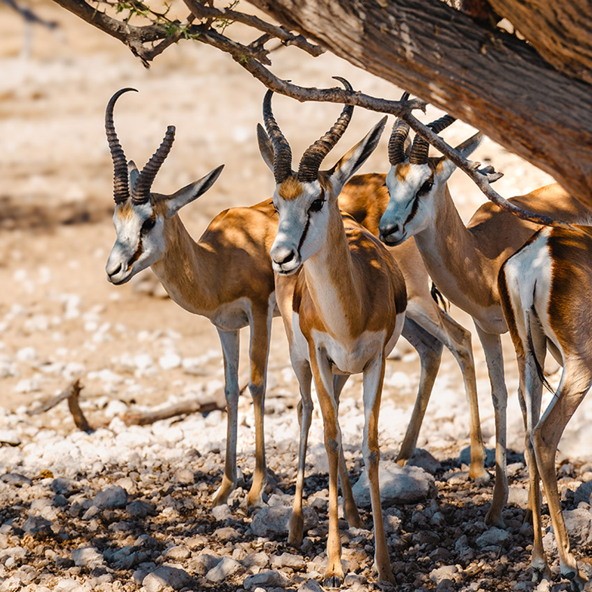 Springbok under tree, Etosha, Namibia