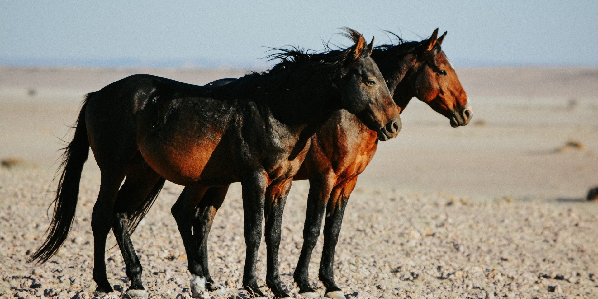 Namibia wild desert horses Garub plains near Aus