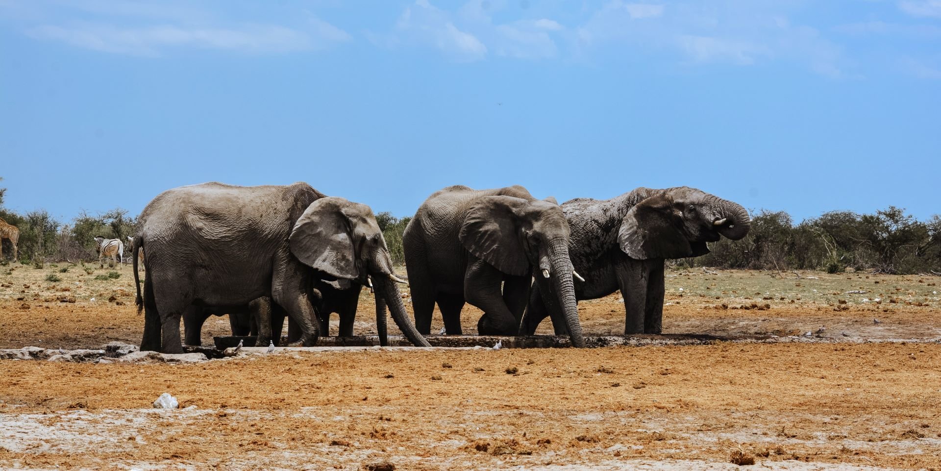 A herd of elephants at a waterhole in Etosha National Park.