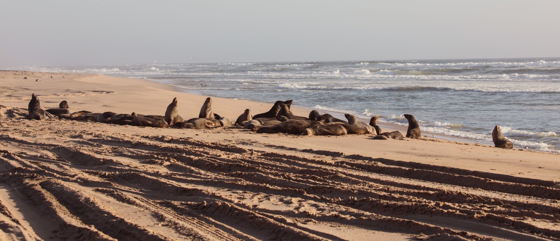Cape Fur Seals on the beach shore, Swakopmund.
