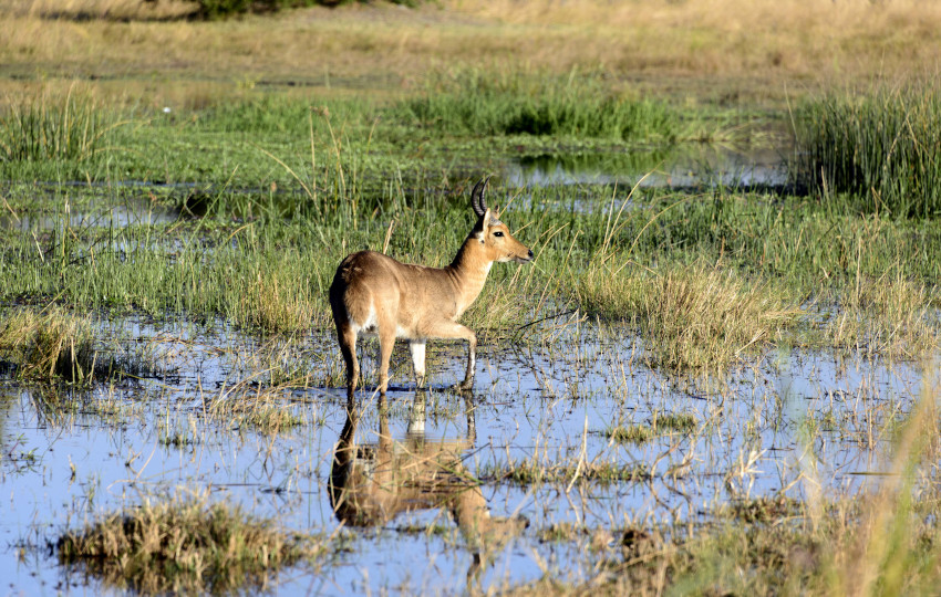 Wildlife, Antelope 