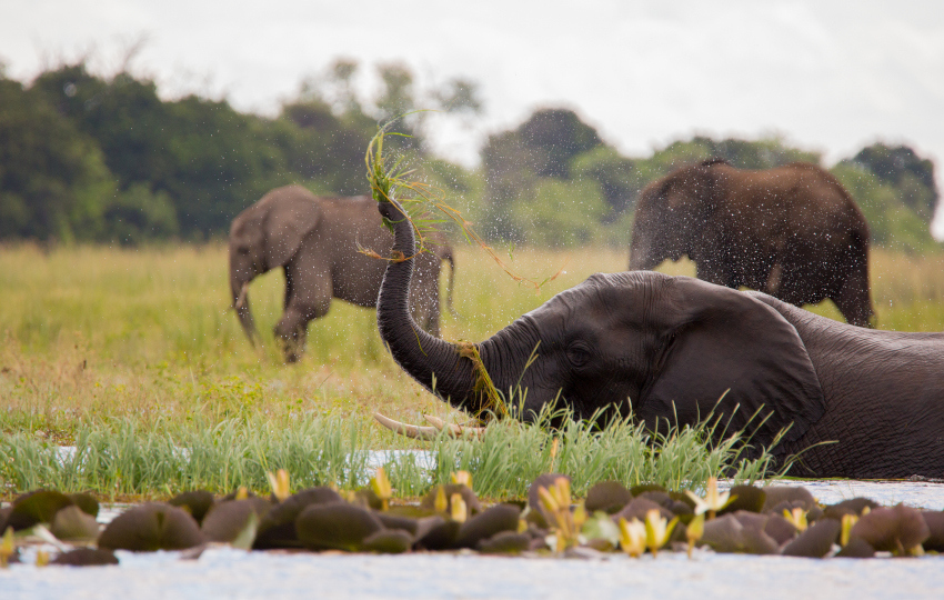 Elephants 