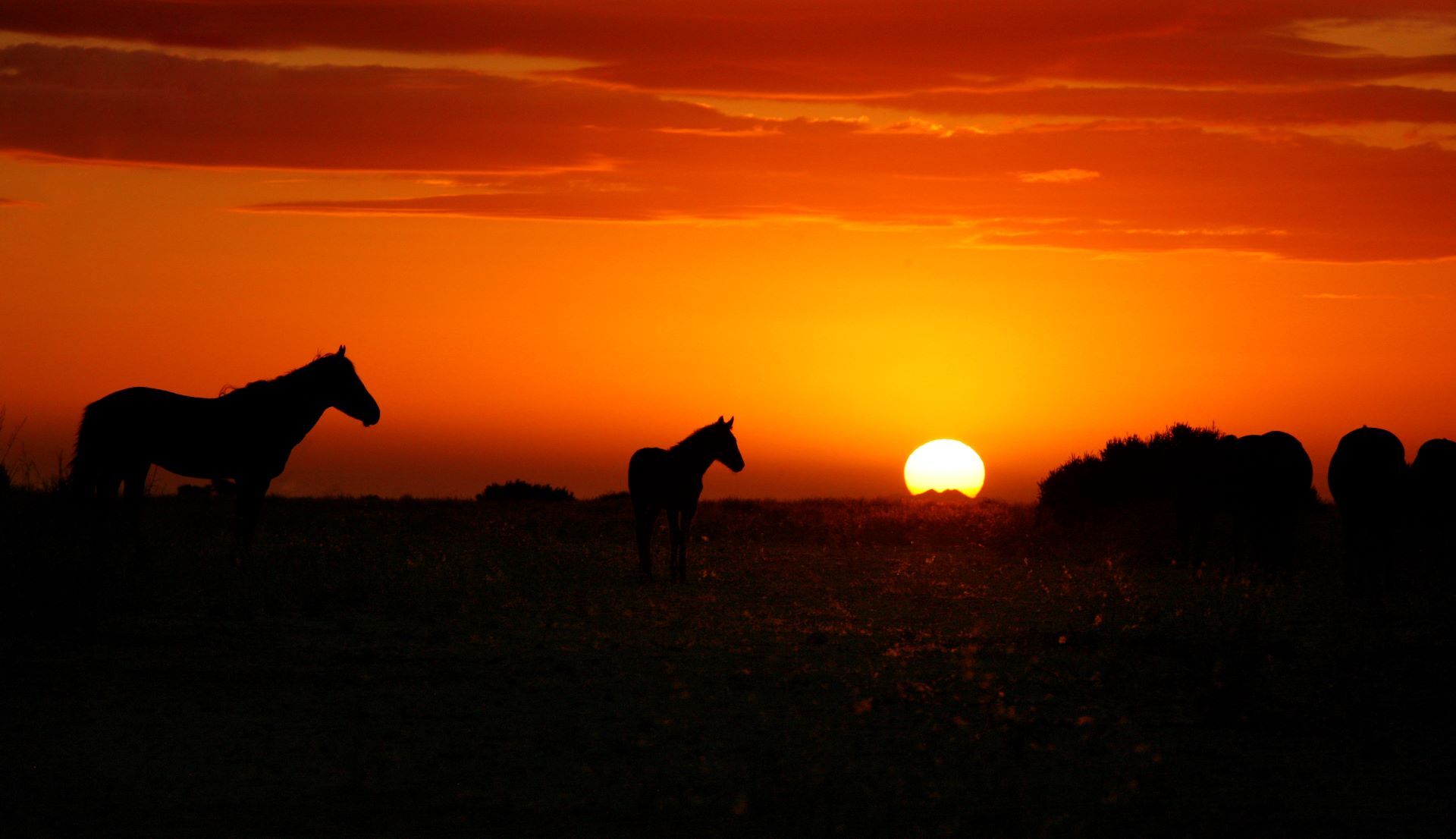 Horses of the Namib captured against a sun setting backdrop. 