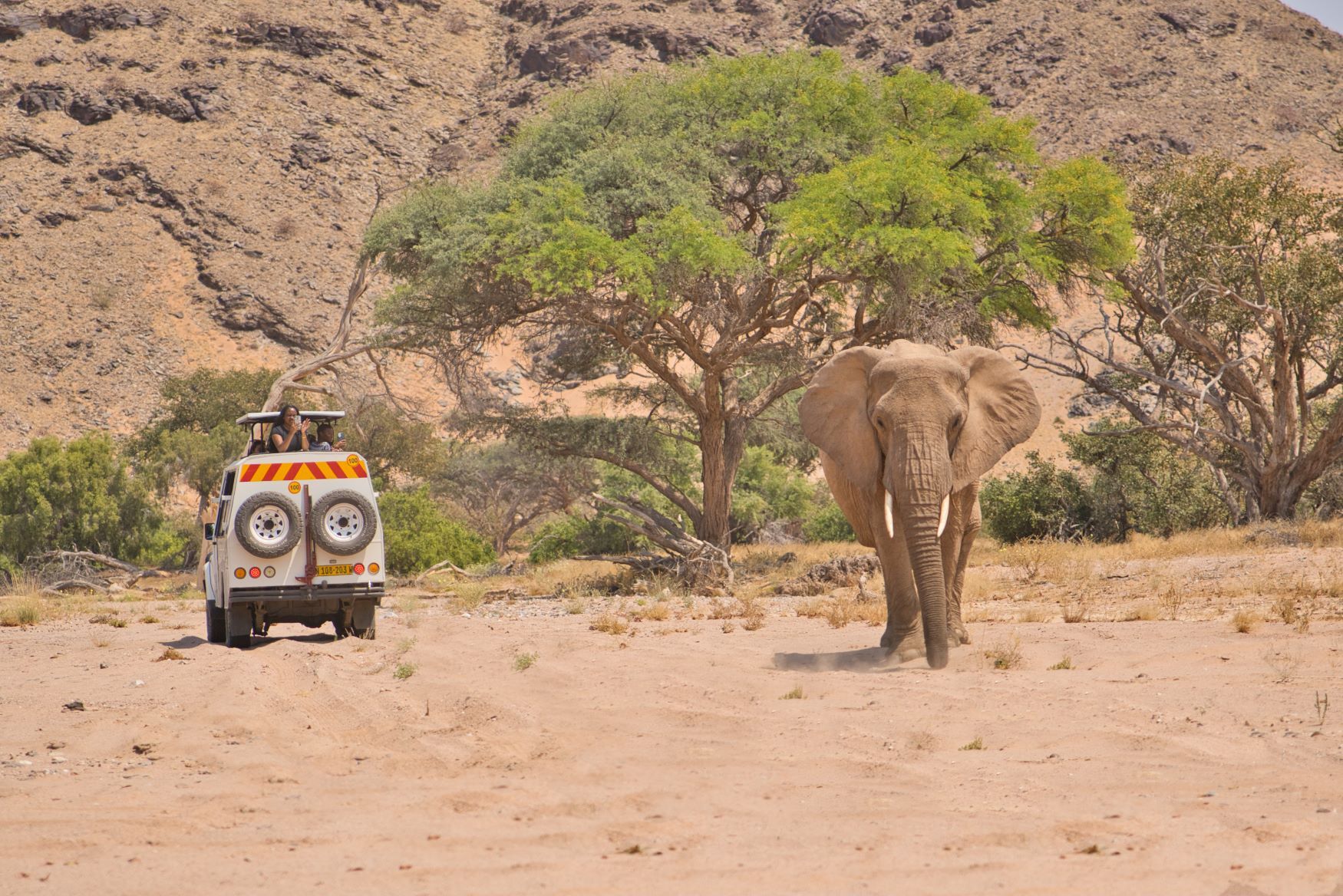 Gondwana Collection game viewer vehicle in Damaraland driving past Desert Adapted Elephant. 