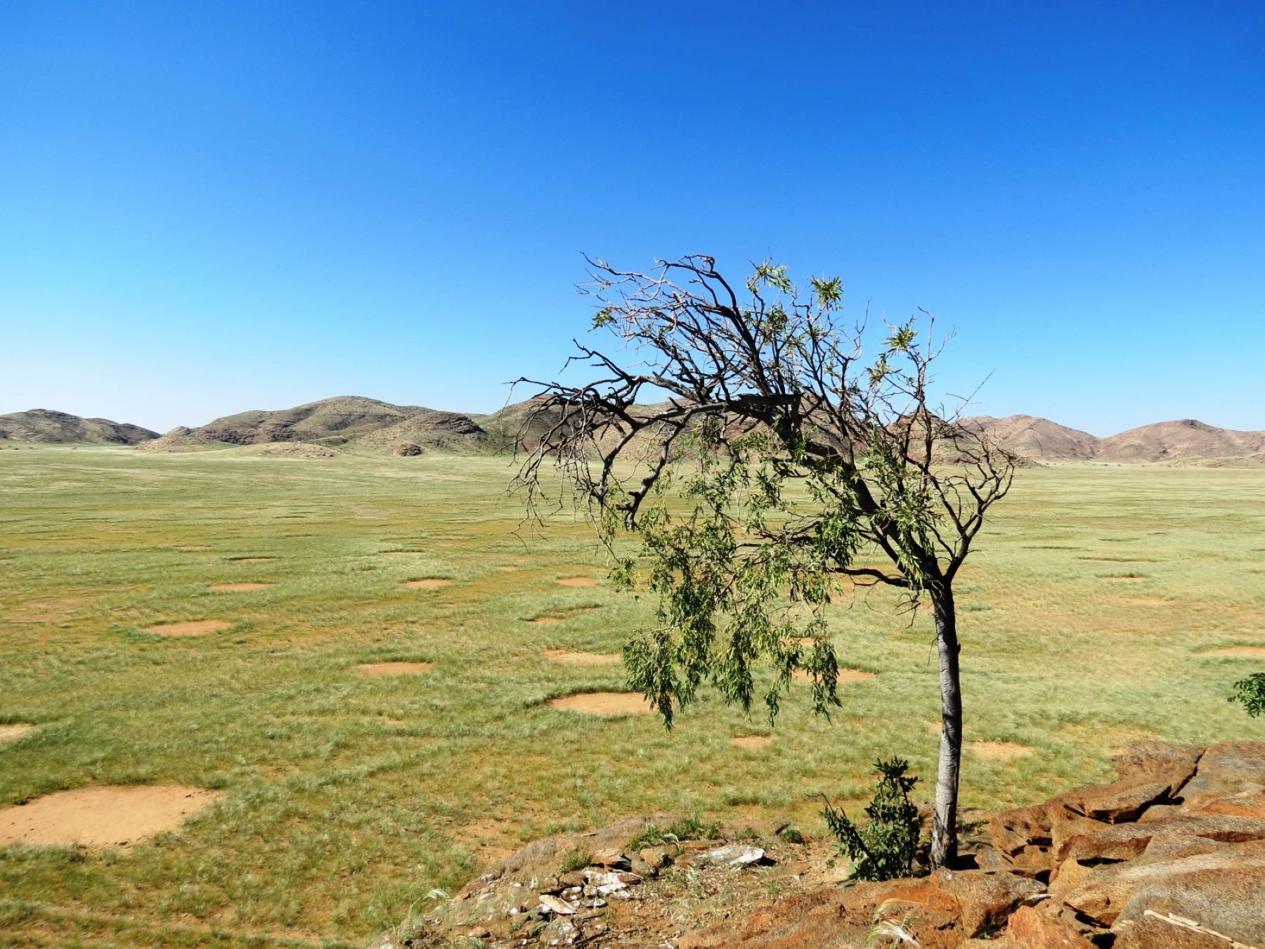 Fairy circles captured in the Namib Desert. 