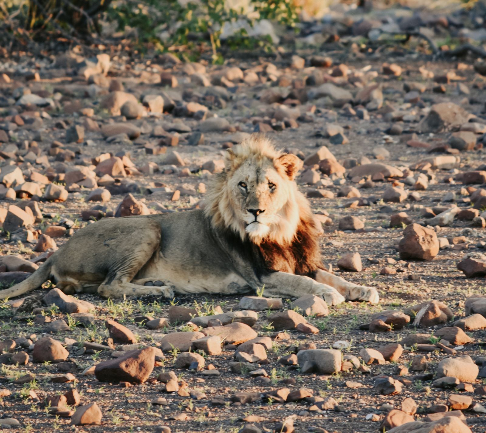 Desert Male Lion in Northern Namibia.